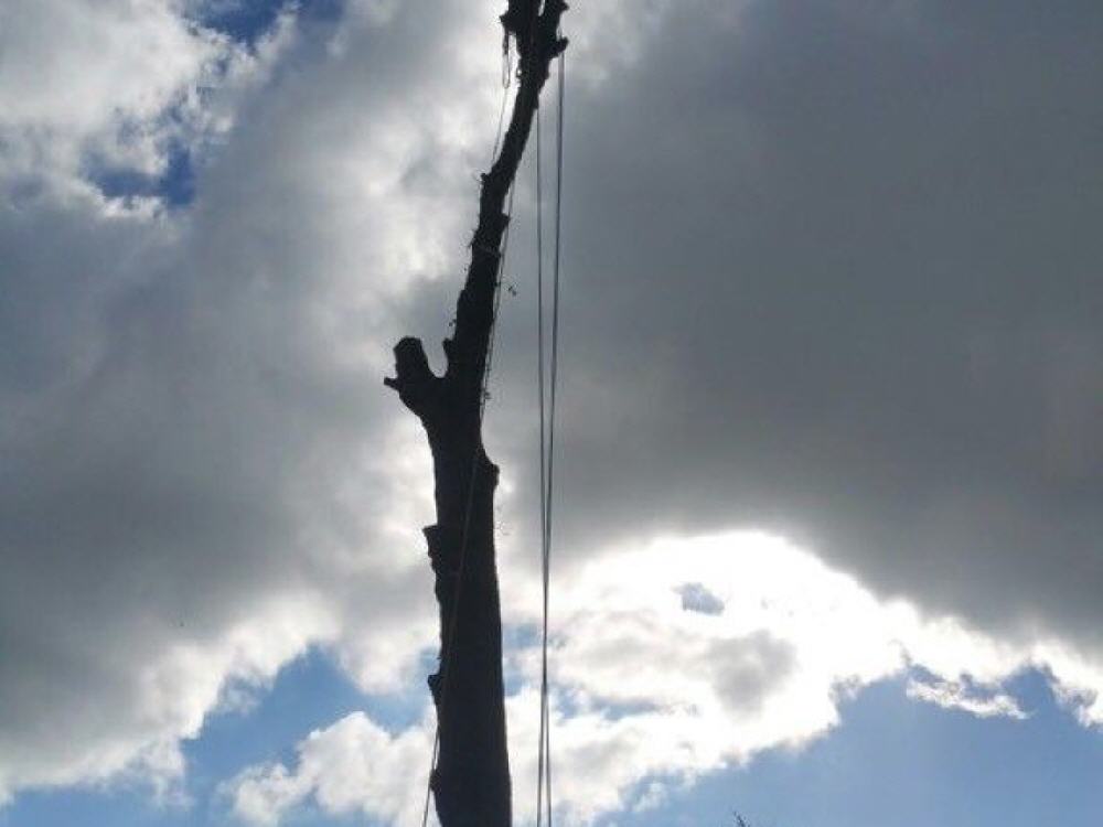 Abgetragener Baumstamm mit Kletterseilen auf dem Grundstück